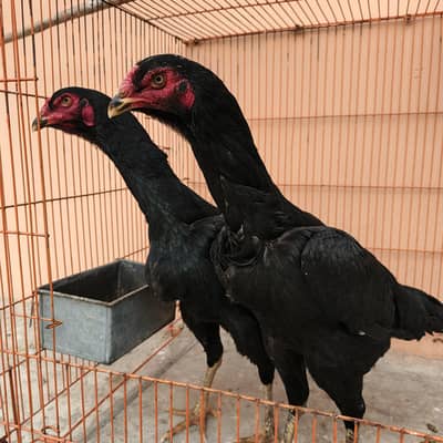 Aseel | Aseel Shamo | pathia