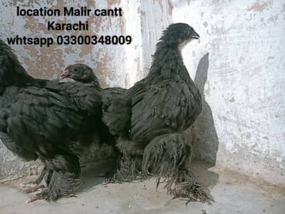 Blue heavy coachin Chiks and female