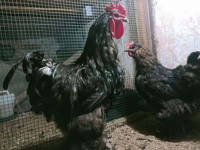 Balack heavy coachin Chiks