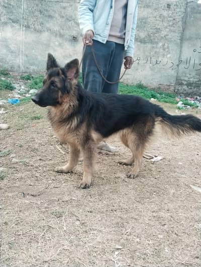 breeder female German Shepherd black and 10