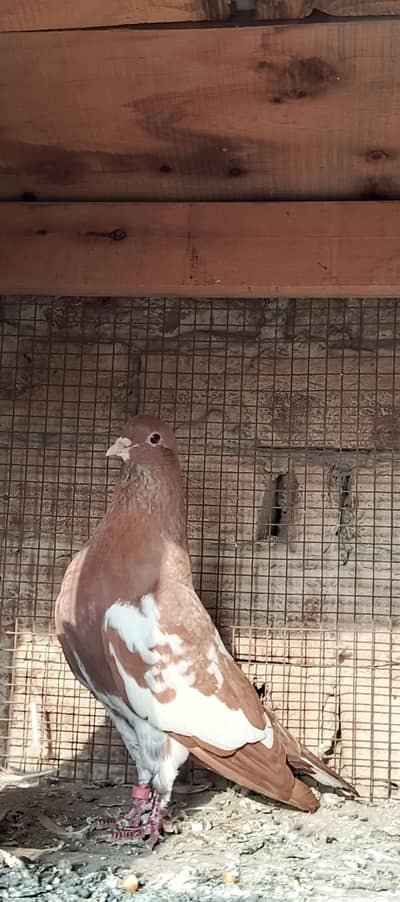 Khal kalyary or lakky or qasid