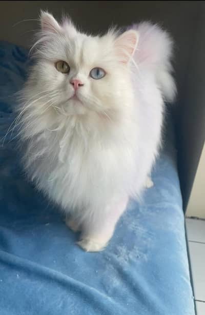 Persian female kitten for sale 0320-82-95-997 Whatsapp number
