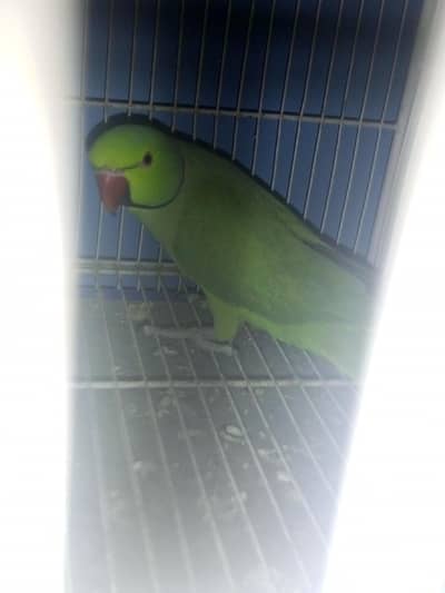 Green Ringneck breeding pair