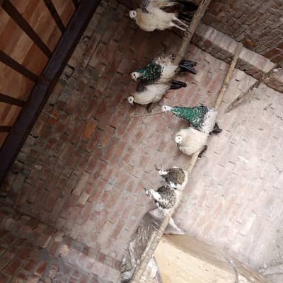 black shoulder pair for sale