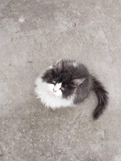dark grey and white cat