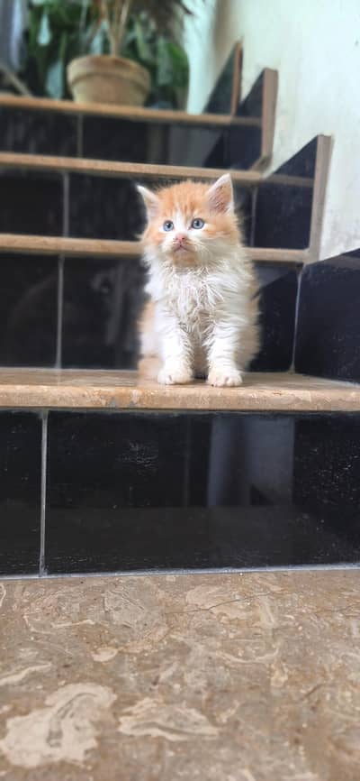 pure persion triple cort Bicolour