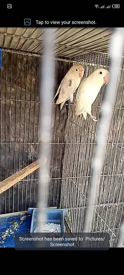 albino black eye with pastlefor sell