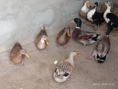 Ducks  For Sale