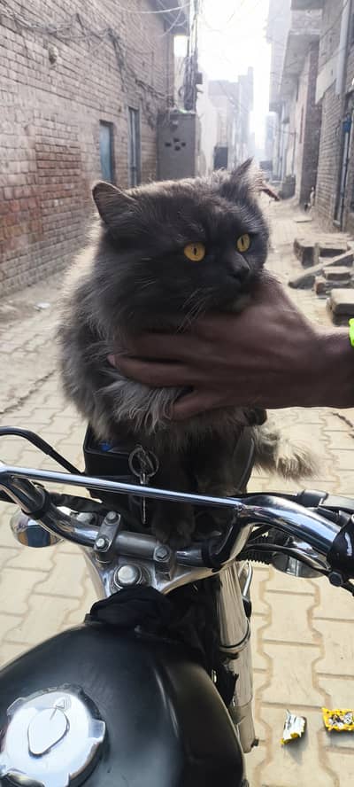 Persian male  black shade 1 year age