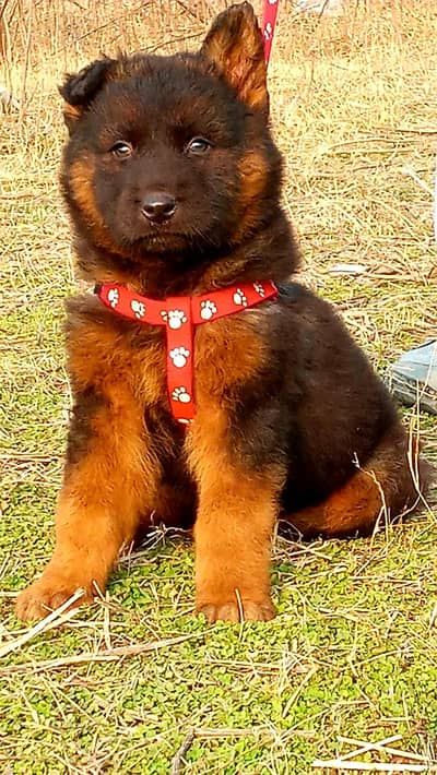 German Shepherd long coat male for sale