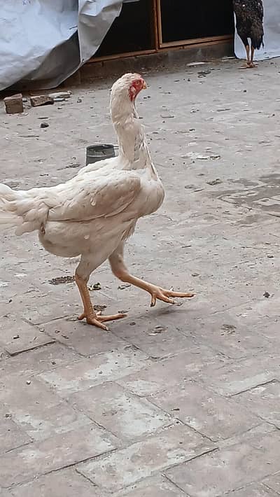 Japanese Aseel shamoo & dragons chicks