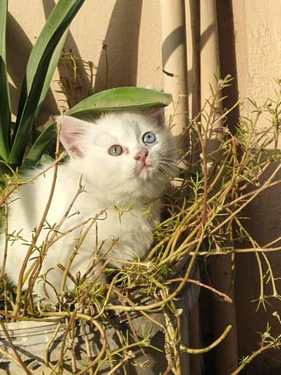 PURE PERSIAN  KITTEN  WITH OCEAN BLUE  EYES 