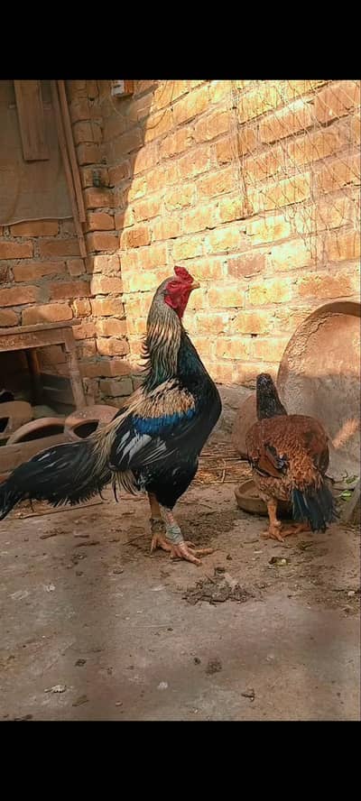 high quality Java breeder