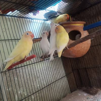 albinos and creminos for sale