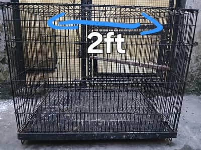 iron cage heavyweight  and  breeding box