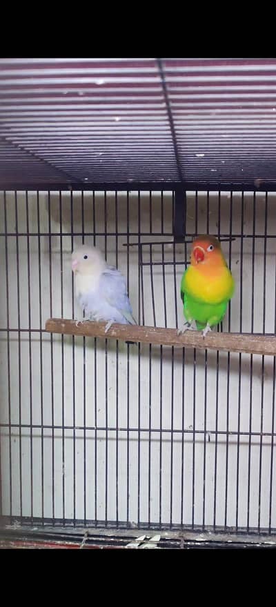 breeder pair with chicks