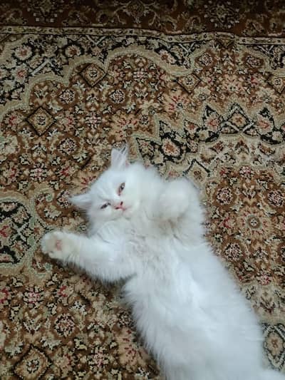 Persian female kitten for sale 0320-82-95-997 Whatsapp number