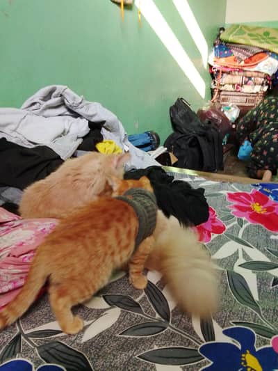 Persian female with kitten. . . kitten cross