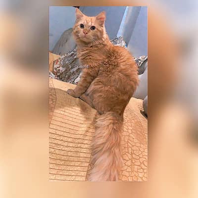 Free of cost Persian cat