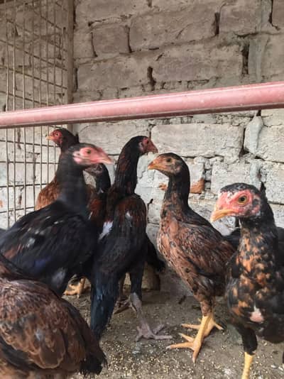 رابطہ نمبر 03128510302 whats app per rabta ker skty han