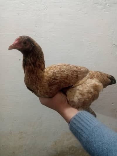 PURE DESI ADULT FEMALE FOR SALE!!!
