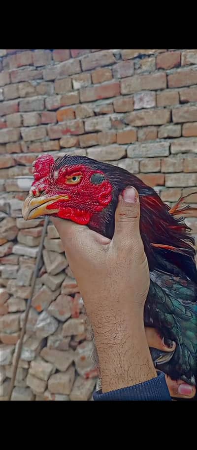 Mushkha Aseel 03091166900