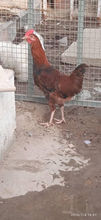 desi hen