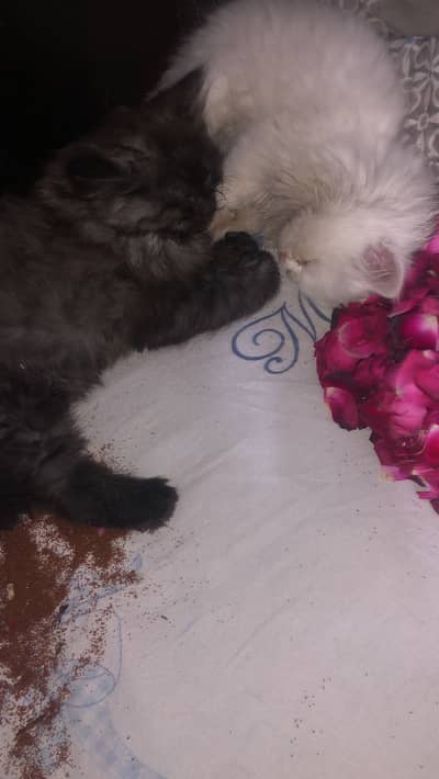 Persian kittens for sale