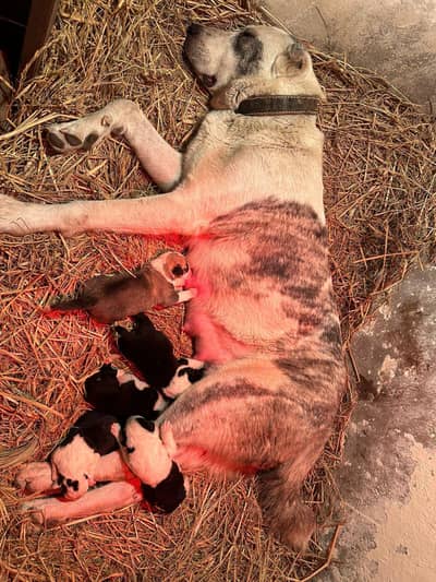 alabai puppies for sale