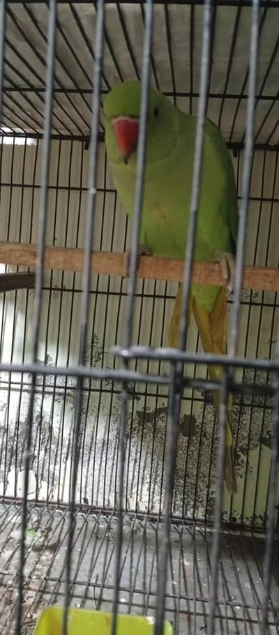 hand tame talking 03187108030