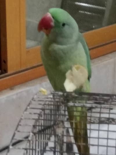 Raw parrot full jumbo size for sale, Age 10 months in learning Stage