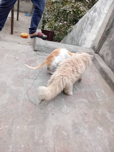 1 y/o Persian male,chocolate colour fluffy cat