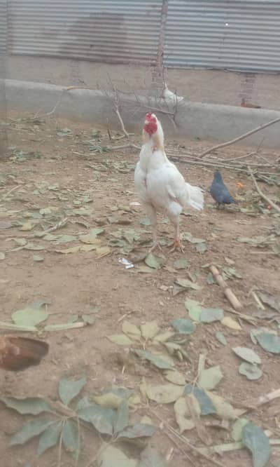 Heera Aseel for sale