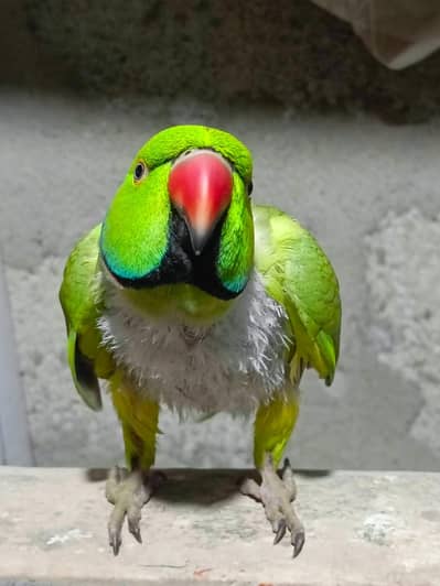 ringneck beautiful parrot 