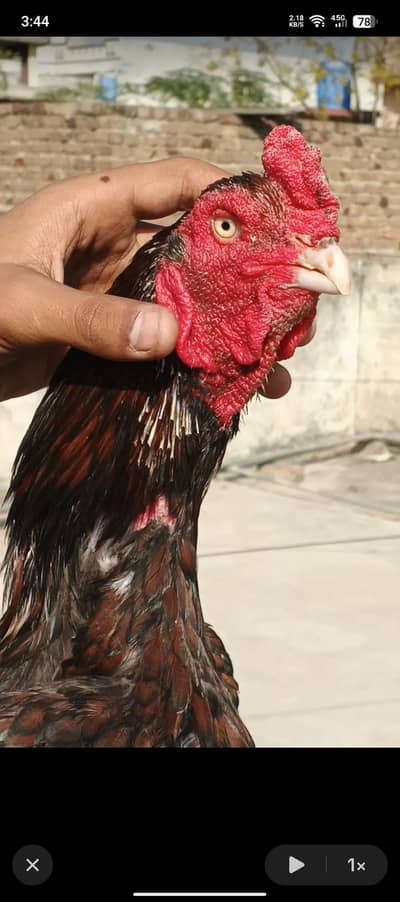 mianwali x lasani cross patha  for sale