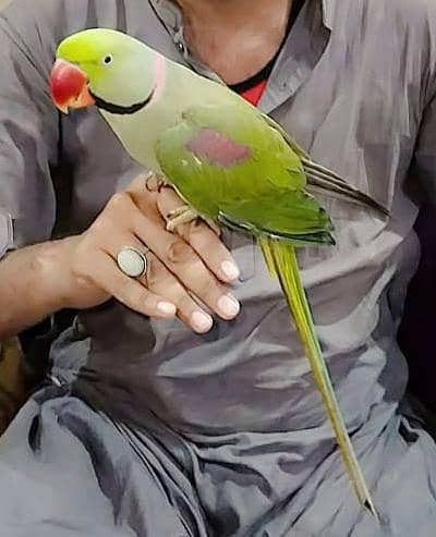 Raw parrot male 3 years