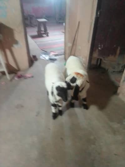 ek khare ka hai chakki Wala ek sargoza ka kiraas hai 03702552598