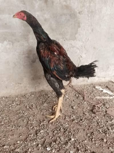 Barmi cross aseel pathy pathiyan for sale