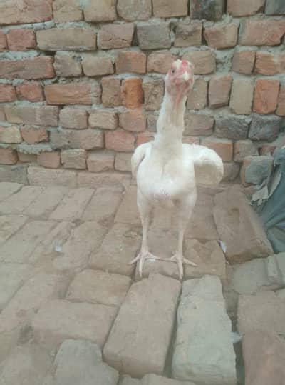 heera aseel 2 madi for sale  0-3-0-0-2-9-7-0-6-1-1-