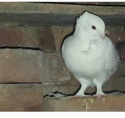 white sentient male for sale