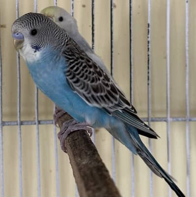 Budgie Budgies Bajri Dun fallow Blackwing
