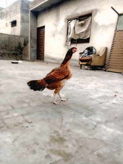 mainwali assel , perfect standing, full active and healthy