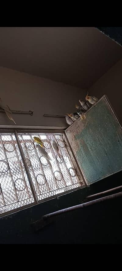 10 piece ha full size ha