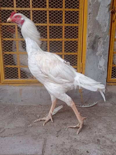 Heera aseel pairs for sale