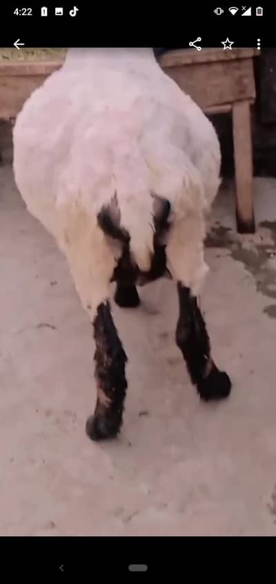 dasi sheep soony Vali tayar