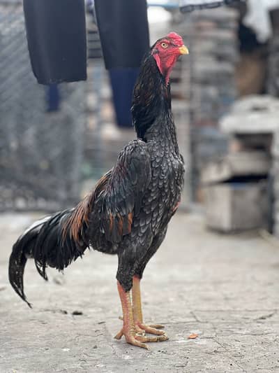 Shamo Aseel pair available