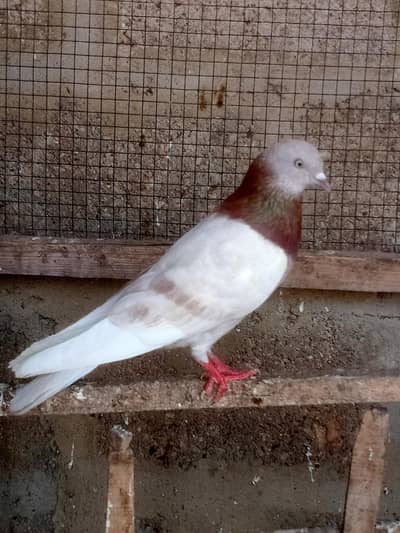 Lal dobaz Patti wala male & Kabli