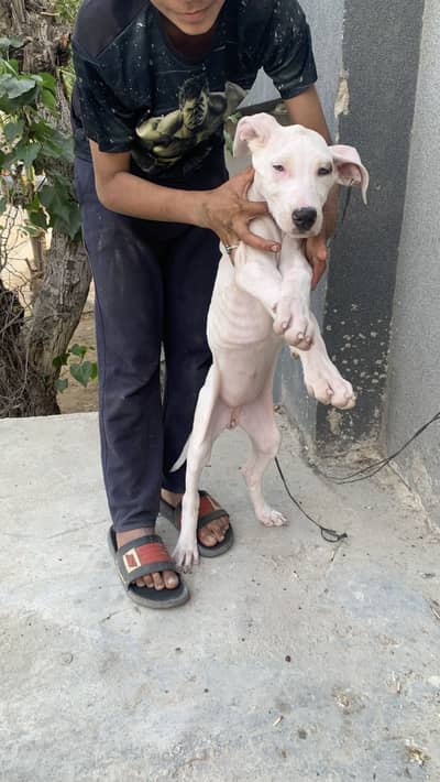 Pakistani Bully female