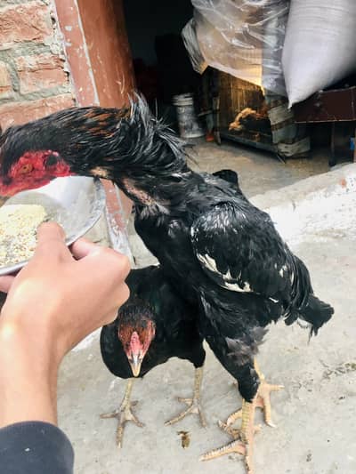 German Shamo Aseel Chicks For Sale – 6 Healthy Baby Chicks