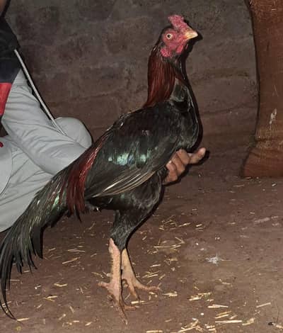 6pices aseel murgha murgian for sale